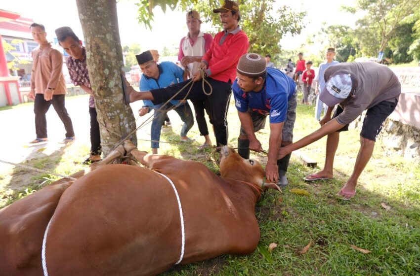  Jajaran Pemasyarakatan Kalimantan Tengah Sambut Idul Adha dengan Pemotongan 34 Hewan Kurban