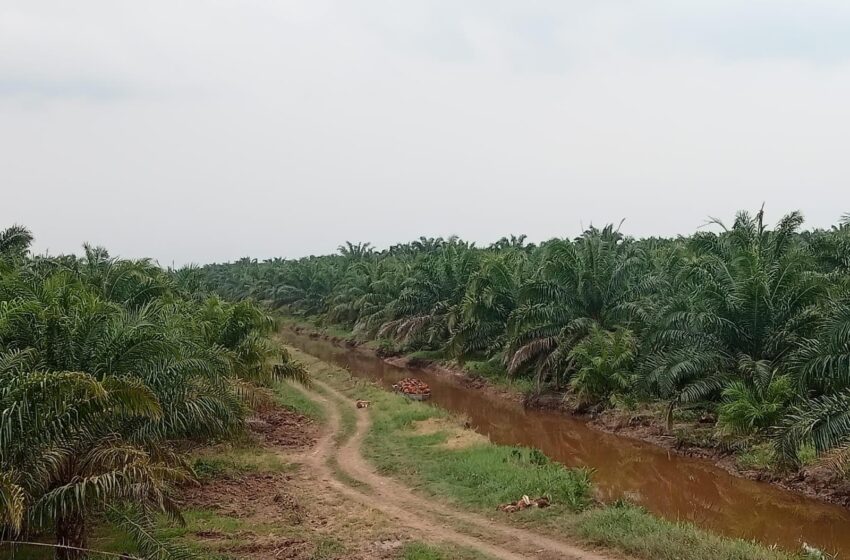 PT KMS Komitmen Jaga Lahan dan Perkebunan dari Ancaman Api saat Musim Kemarau